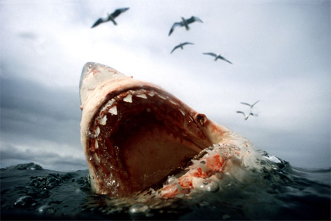great-white-shark National Geographic