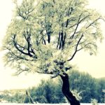 Frozen_tree